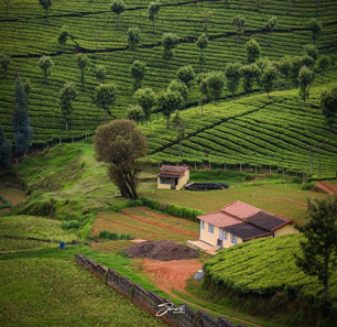 Ooty